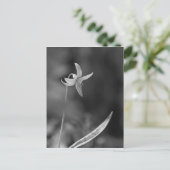 Carte Postale Truite Lily (Debout devant)