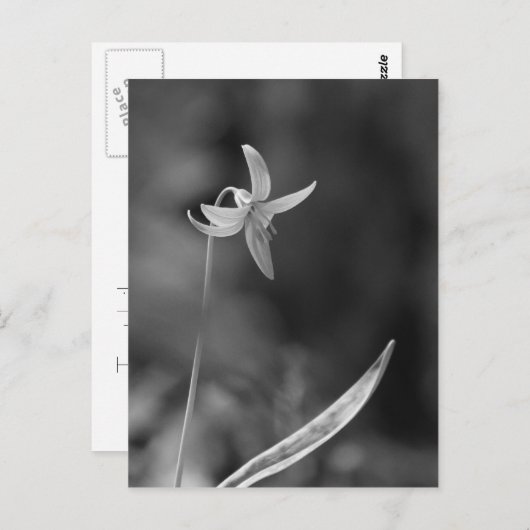 Carte Postale Truite Lily (Devant / Derrière)