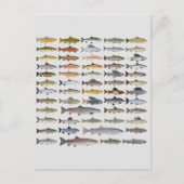 Carte Postale Truite, omble, Grayling, Hucho et Whitefish Group (Devant)