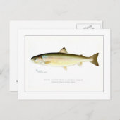 Carte Postale Truite sunapée femelle (Devant / Derrière)