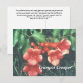 Carte Postale Trumpet creeper (Devant / Derrière)