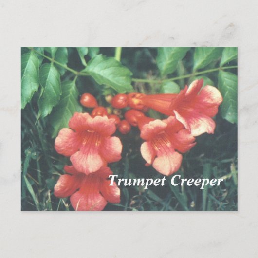 Carte Postale Trumpet creeper (Devant)
