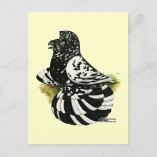Carte Postale Trumpeter Pigeon Dark Splash