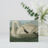 Carte Postale Trumpeter Swan (Debout devant)