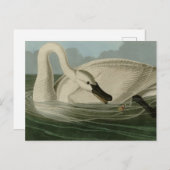 Carte Postale Trumpeter Swan (Devant / Derrière)