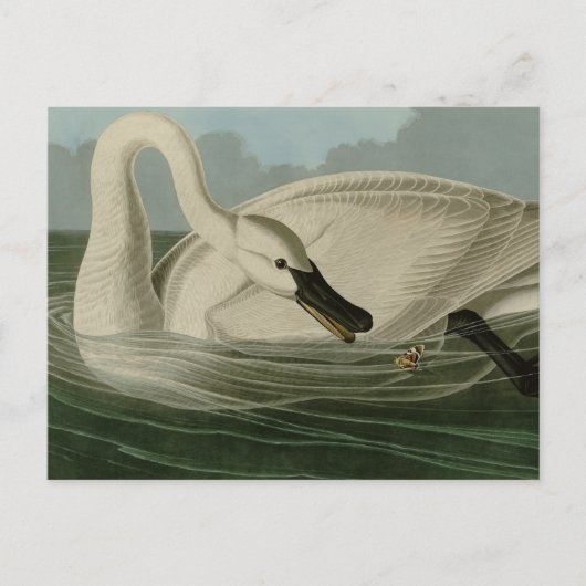 Carte Postale Trumpeter Swan (Devant)