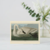Carte Postale Trumpeter Swan (Debout devant)