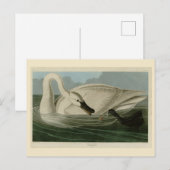 Carte Postale Trumpeter Swan (Devant / Derrière)