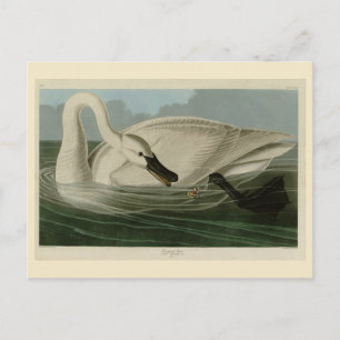 Carte Postale Trumpeter Swan