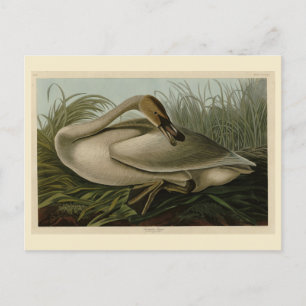 Carte Postale Trumpeter Swan