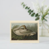 Carte Postale Trumpeter Swan (Debout devant)