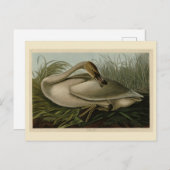 Carte Postale Trumpeter Swan (Devant / Derrière)