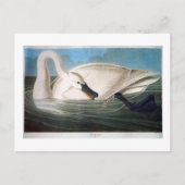Carte Postale Trumpeter Swan, John James Audubon Fine Art (Devant)