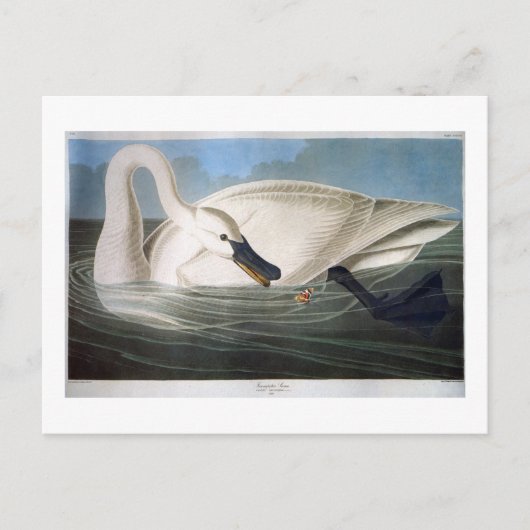 Carte Postale Trumpeter Swan, John James Audubon Fine Art (Devant)