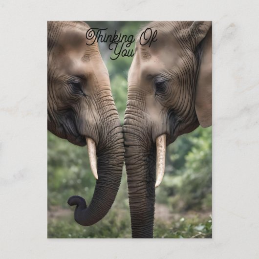 Carte Postale "Trunk to Trunk : A Gentle Elephant Embrasser" (Devant)