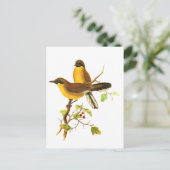 Carte Postale Trush à gorge jaune (Debout devant)