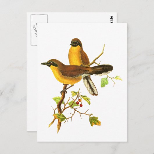 Carte Postale Trush à gorge jaune (Devant / Derrière)