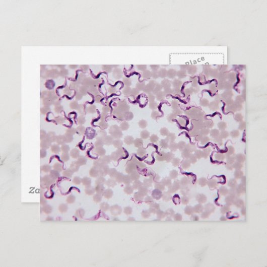 Carte Postale Trypanosoma (Devant / Derrière)