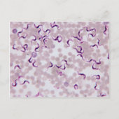 Carte Postale Trypanosoma (Devant)