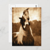 Carte Postale Tsigane (Devant / Derrière)