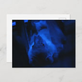 Carte Postale Tu veux sortir ? (Devant / Derrière)