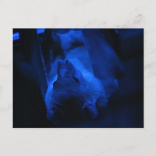 Carte Postale Tu veux sortir ? (Devant)