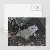 Carte Postale Tuatara (Devant / Derrière)