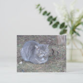 Carte Postale Tubby Grey Chat (Debout devant)