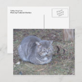 Carte Postale Tubby Grey Chat (Devant / Derrière)