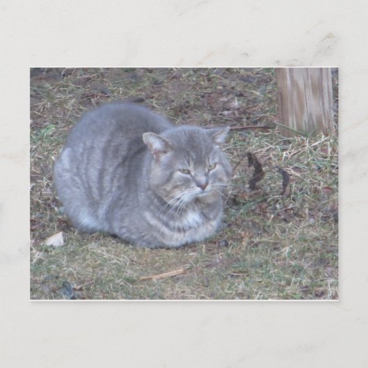 Carte Postale Tubby Grey Chat (Devant)
