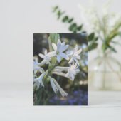 Carte Postale Tuberose mexicaine # 1 (Debout devant)