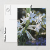 Carte Postale Tuberose mexicaine # 1 (Devant / Derrière)