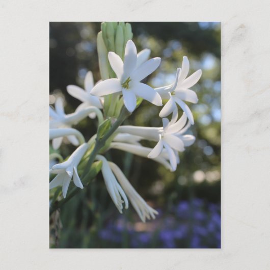 Carte Postale Tuberose mexicaine # 1 (Devant)