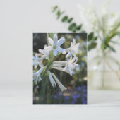 Carte Postale Tuberose mexicaine # 3 (Debout devant)