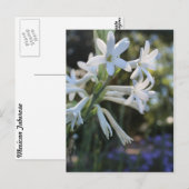 Carte Postale Tuberose mexicaine # 3 (Devant / Derrière)
