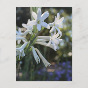 Carte Postale Tuberose mexicaine # 3