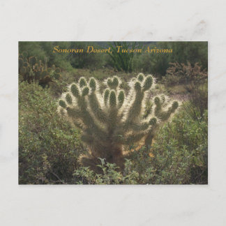 Carte Postale Tucson Arizona