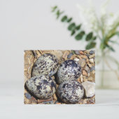 Carte Postale Tuer le nid de cerfs avec les oeufs (Debout devant)