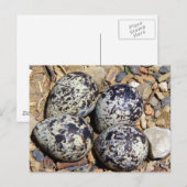 Carte Postale Tuer le nid de cerfs avec les oeufs (Devant / Derrière)