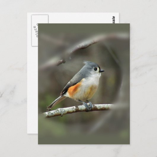 Carte Postale Tufé Titmouse (Devant / Derrière)