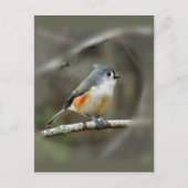 Carte Postale Tufé Titmouse (Devant)