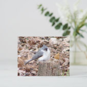 Carte postale Tufé Titmouse Bird (Debout devant)