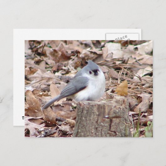 Carte postale Tufé Titmouse Bird (Devant / Derrière)