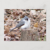 Carte postale Tufé Titmouse Bird (Devant)