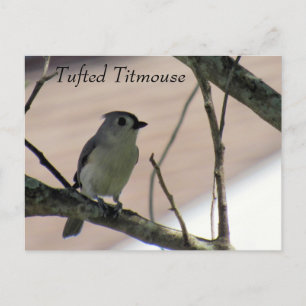 Carte Postale Tufted Titmouse - Learning Postcard - Floride