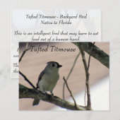 Carte Postale Tufted Titmouse - Learning Postcard - Floride (Devant / Derrière)