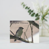 Carte Postale Tufted Titmouse - Learning Postcard - Floride (Debout devant)