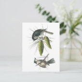 Carte Postale Tufted Titmouse par Audubon (Debout devant)