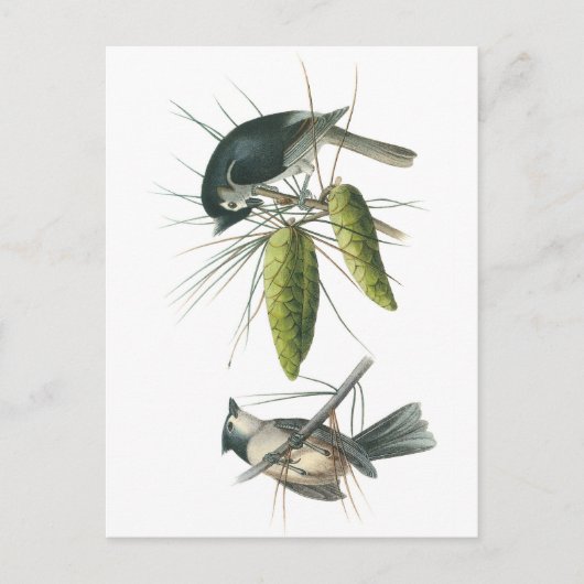 Carte Postale Tufted Titmouse par Audubon (Devant)