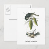 Carte Postale Tufted Titsouris, John Audubon (Devant / Derrière)